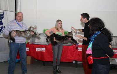 �������� ����� '������� ���-�����' 30 ������-1 ������� 2013., ������������ ��� 2463